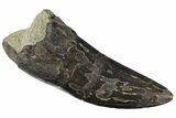 Serrated Tyrannosaur Tooth - Two Medicine Formation #163381-1